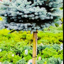 Ель колючая «Glauca Globosa» на штамбе 50-100см