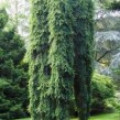 Ель обыкновенная «Инверса» (Picea abies Inversa) - превью 1