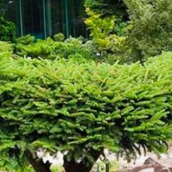 Ель обыкновенная «Picea abies Tabuliformis»