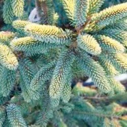 Ель чёрная Ауреа/Picea mariana Aurea 65-80 С5