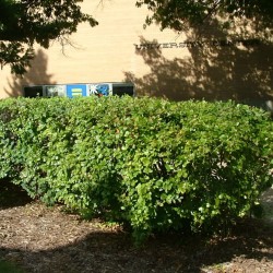 Кизильник блестящий (Cotoneaster lucidus)