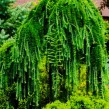 Лиственница европейская «Пендула» (Larix decidua Pendula) - превью 1