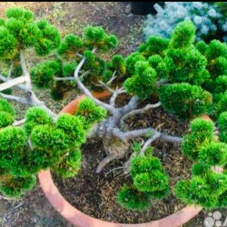 Сосна горная «Якобсен» (Pinus mugo jakobsen) с зкс