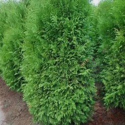 Туя западная «Кинг оф брабант»